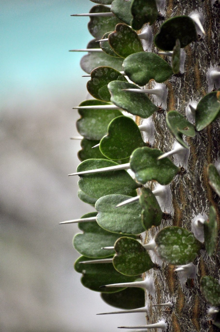 Alluaudia humbertrii