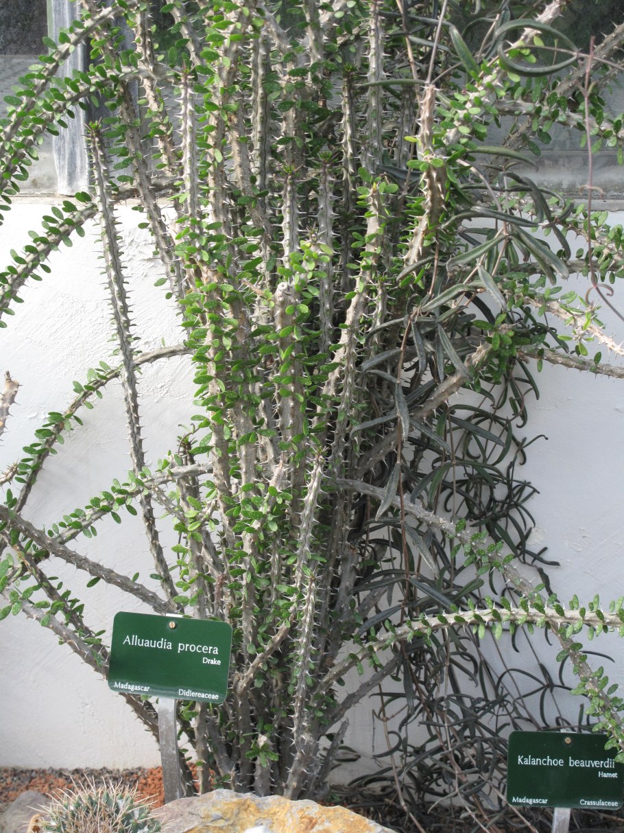 Alluaudia humbertii