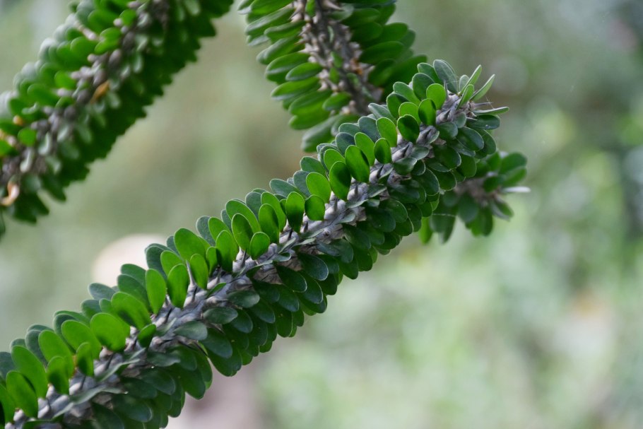 Аллюодия процера