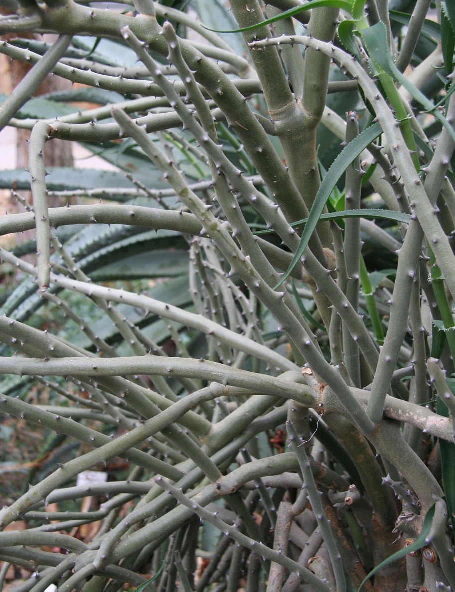 Аллюодия процера