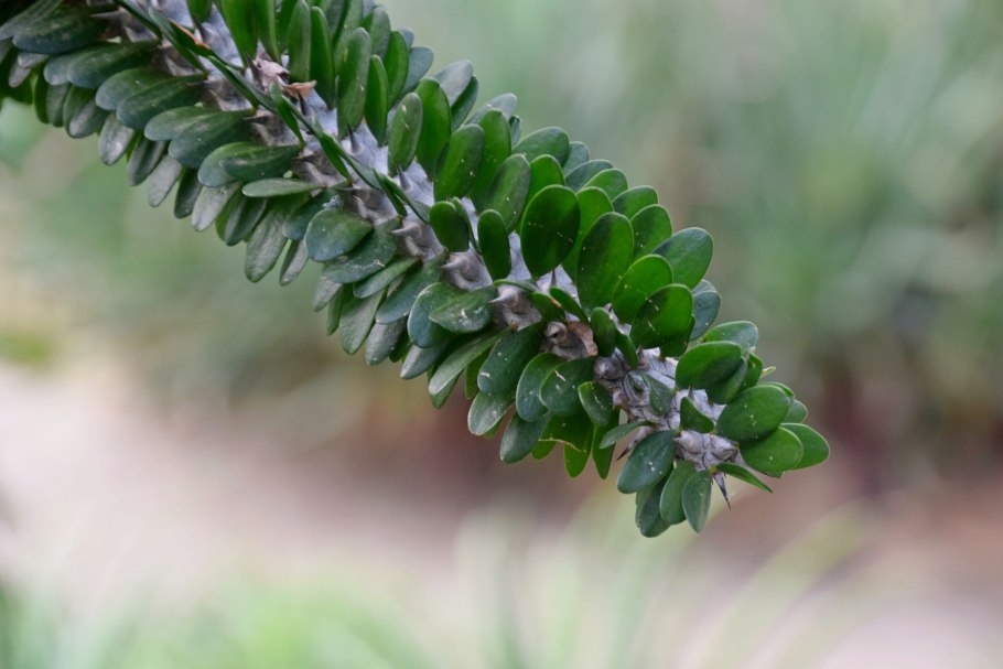 Аллуаудия процера