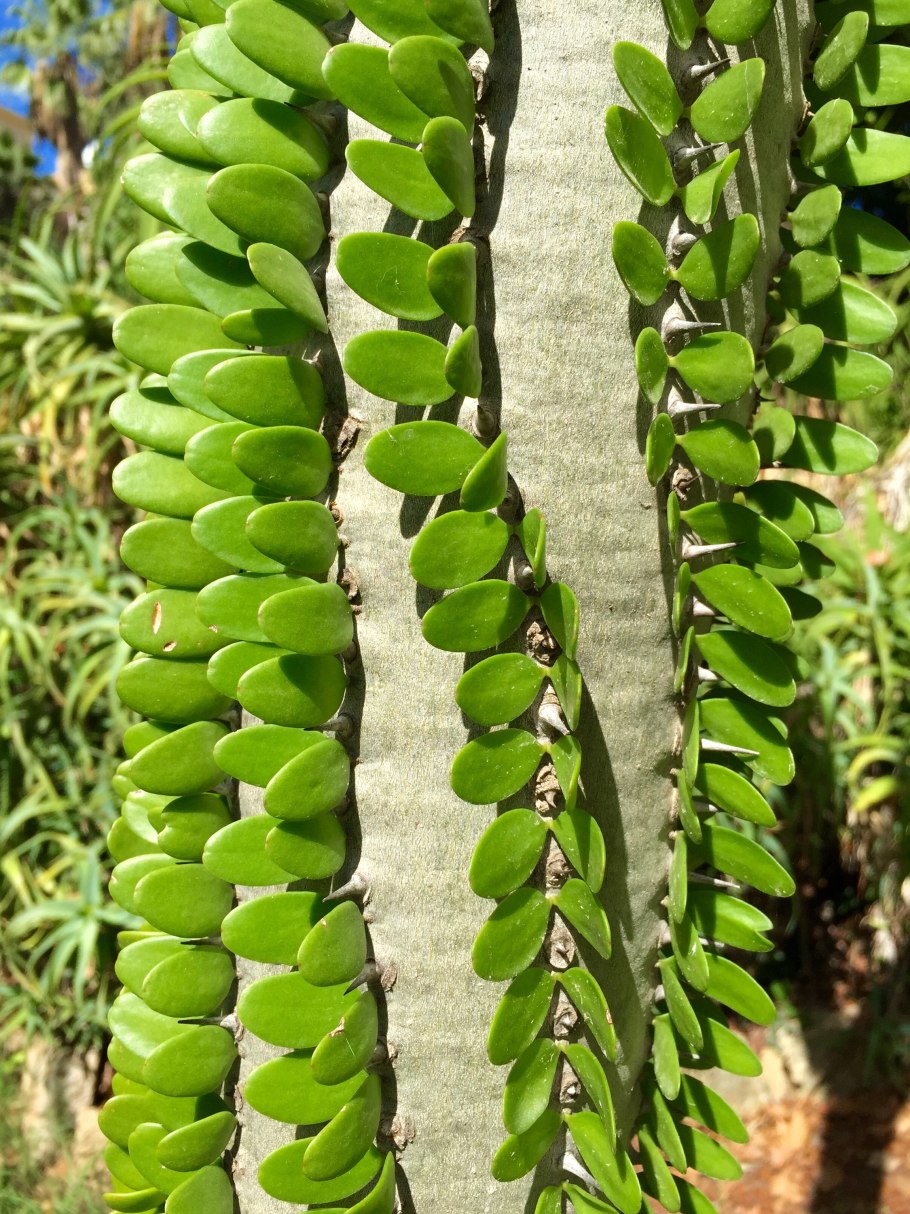 Аллуаудия процера Alluaudia