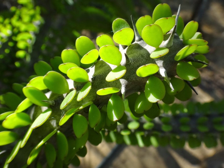 Аллюодия процера