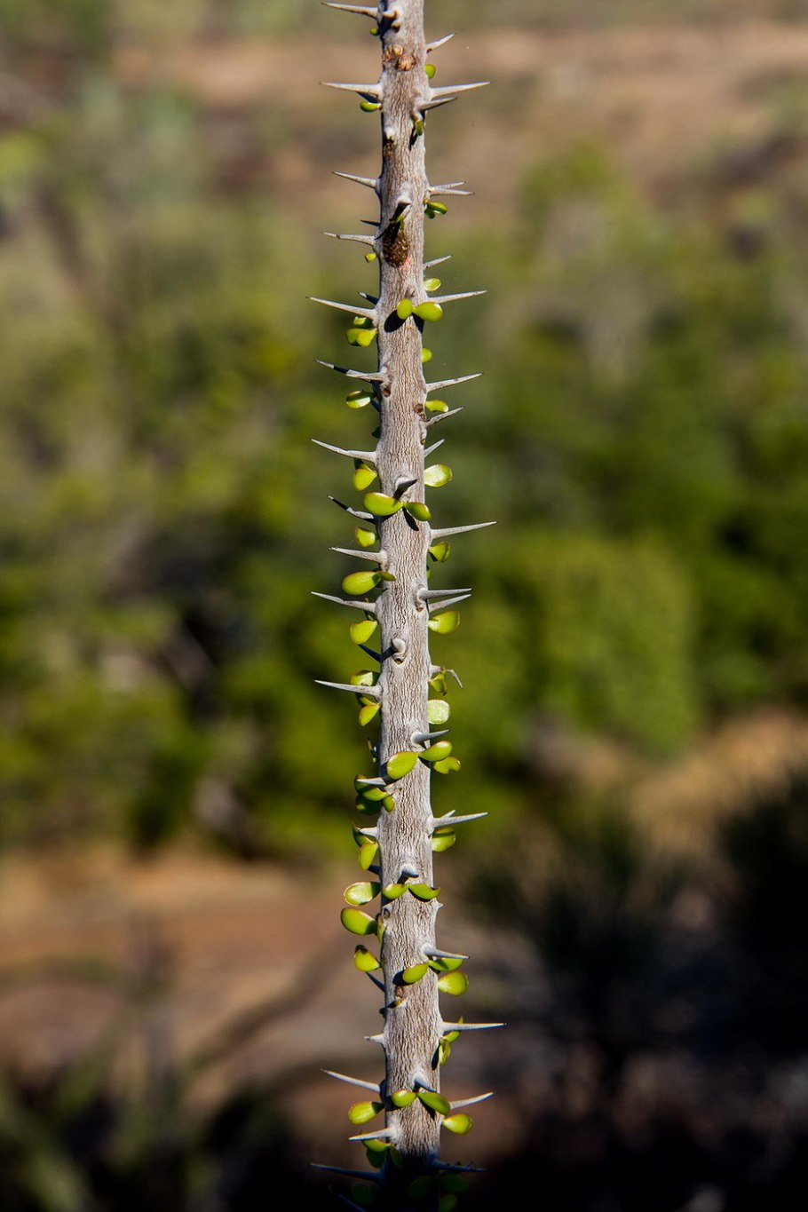 Аллуаудия процера (Alluaudia procera)