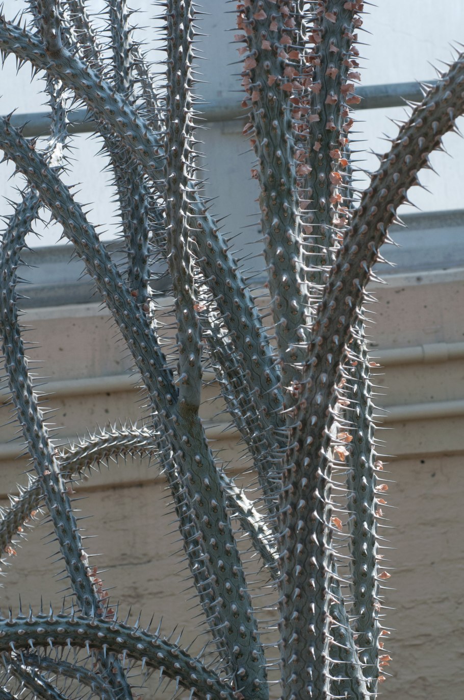 Аллуаудия цветение