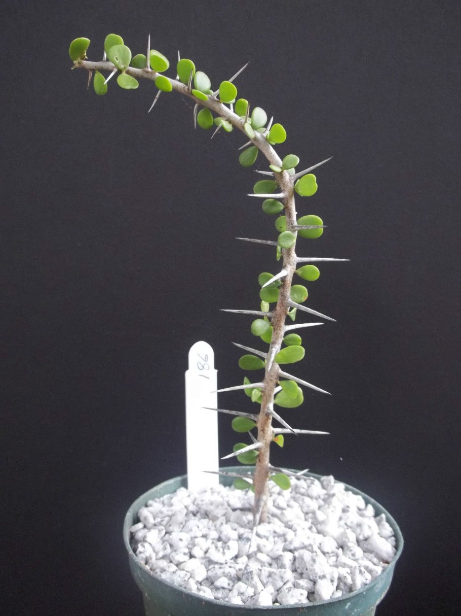 Alluaudia procera Madagascar Ocotillo