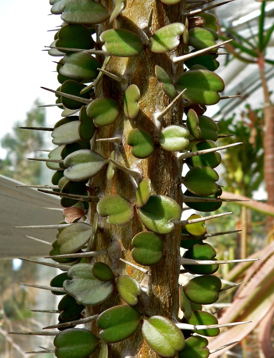 Колючие ксерофильные леса