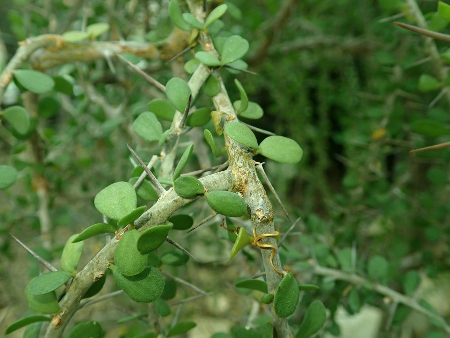 Fouquieria columnaris