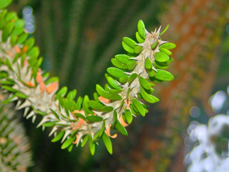 Alluaudia montagnacii