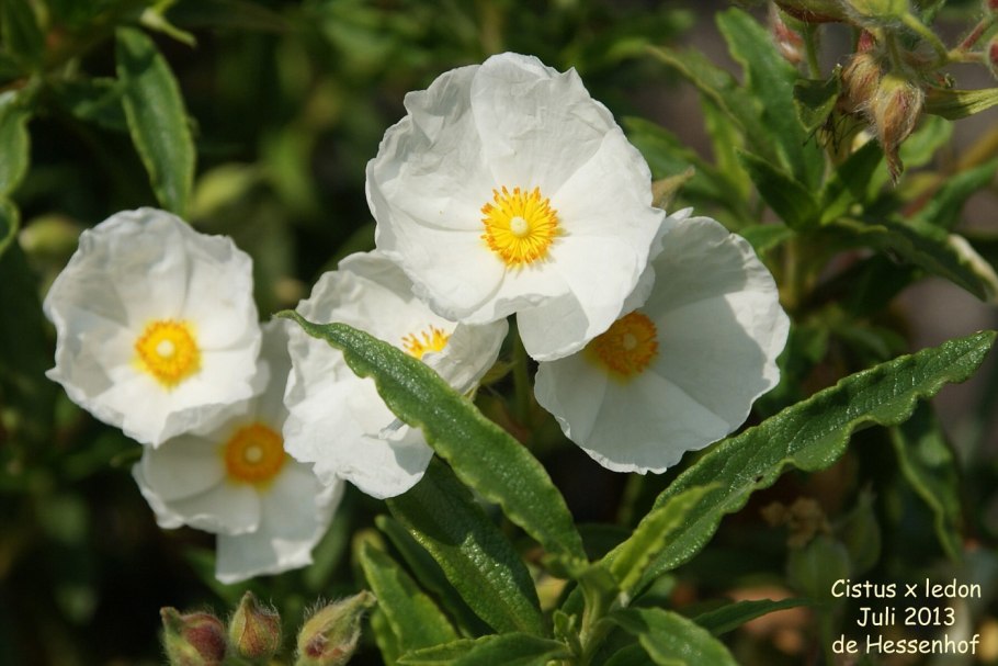 LR Cistus ладанник