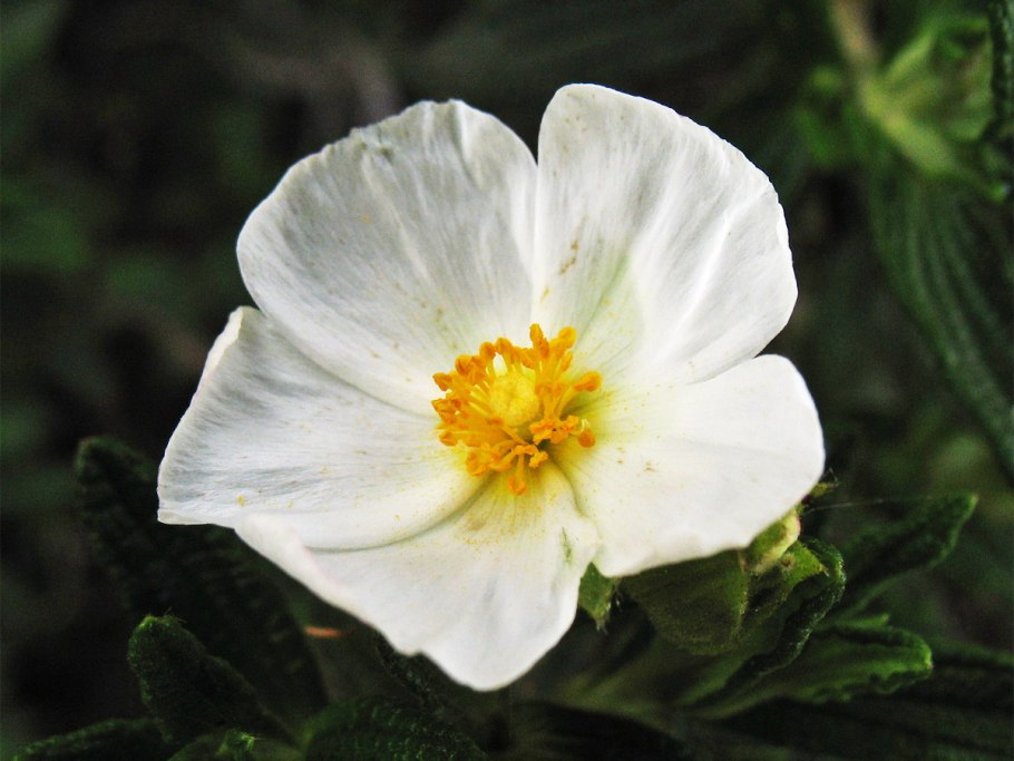 Cistus albidus