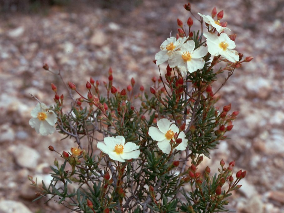 Ладанник Критский