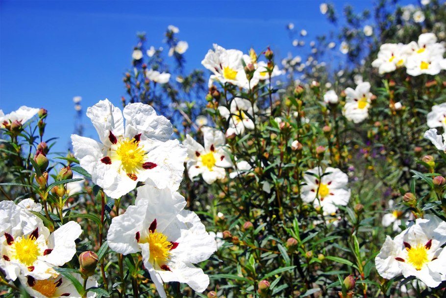 Cistus ladanifer