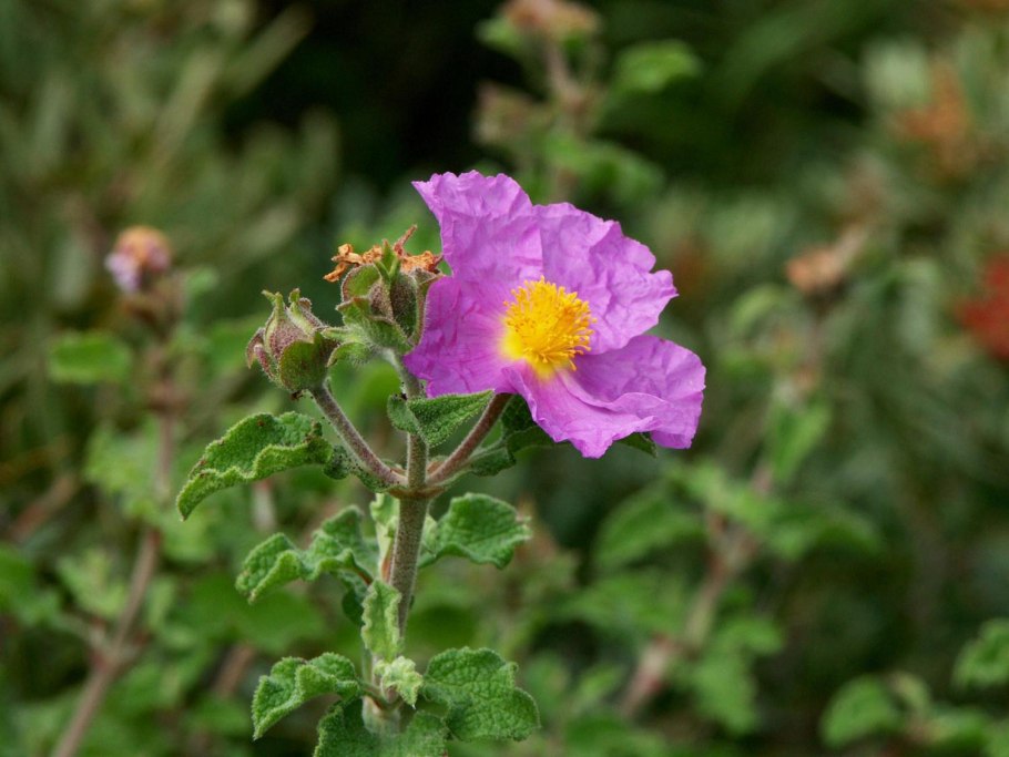 Ладанник Критский (Cistus creticus