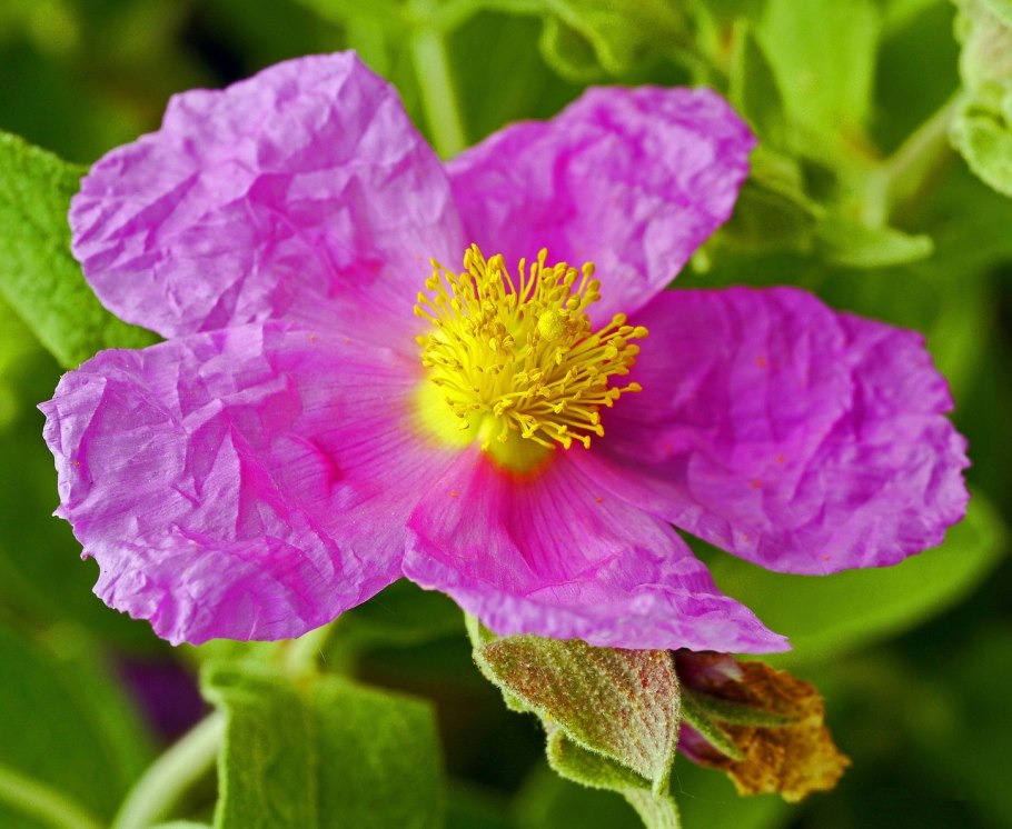 Ладанник Cistus Incanus