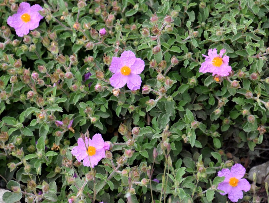 Ладанник Критский (Cistus creticus