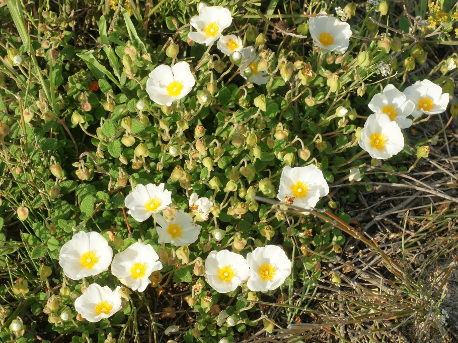 Ладанник Критский (Cistus creticus