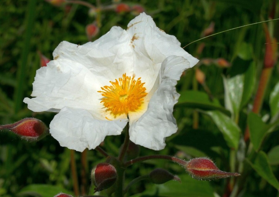Ладанник Cistus