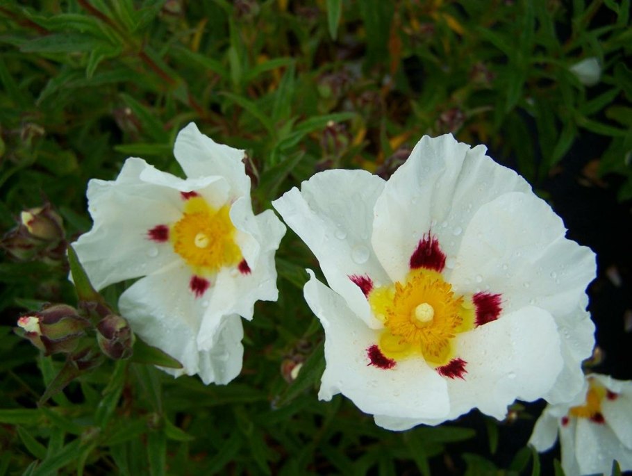 Cistus ladanifer