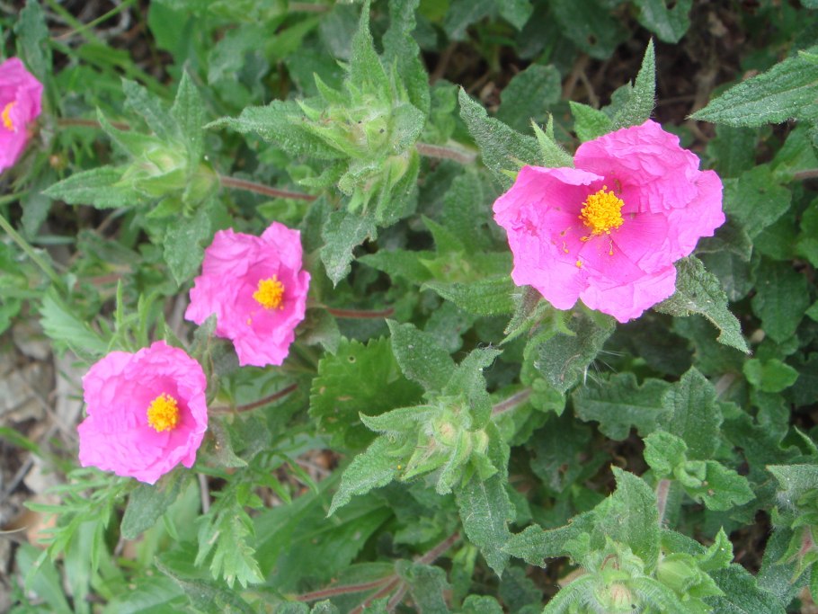 Ладанник Критский (Cistus creticus