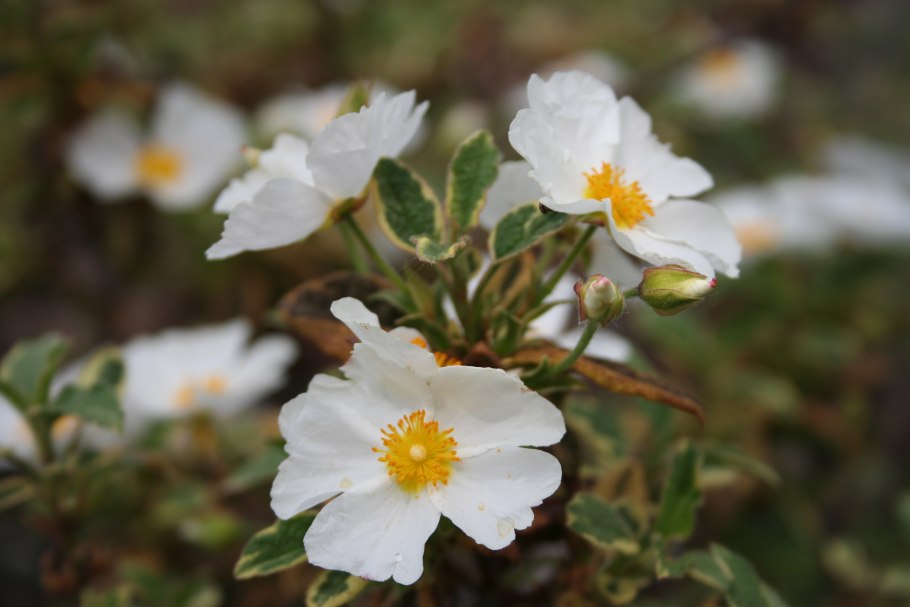 Ладанник Cistus Monspeliensis
