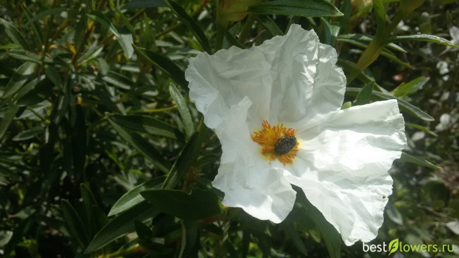 Ладанник ладаноносный