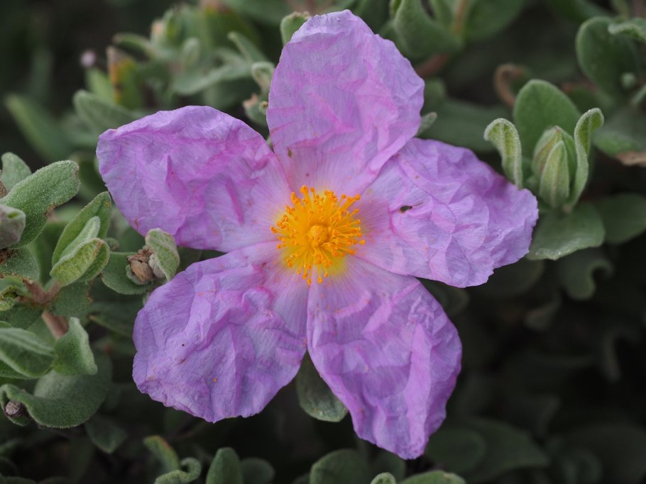 Ладанник Cistus Monspeliensis