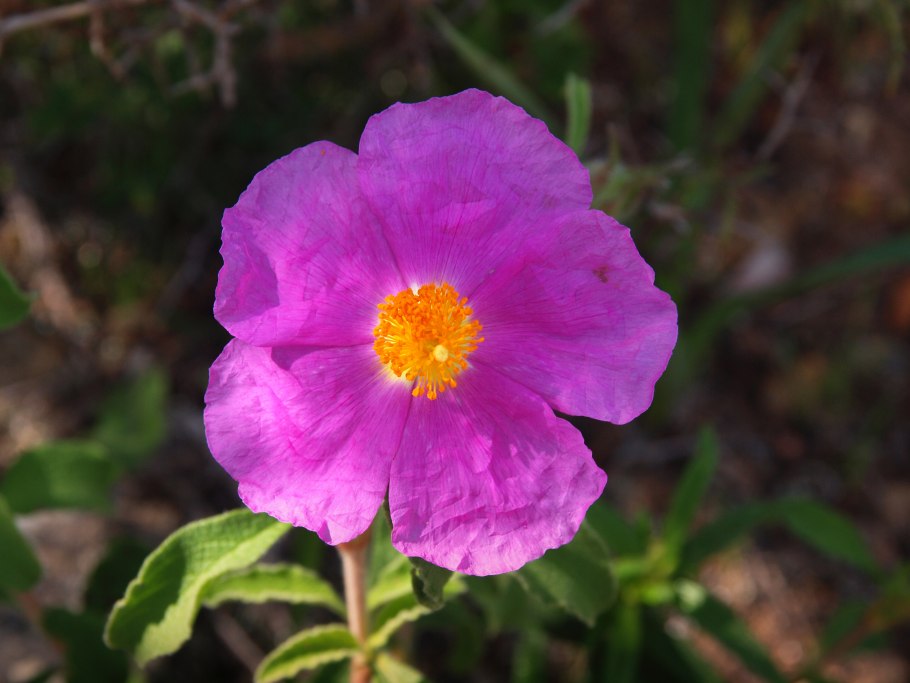 Cistus creticus