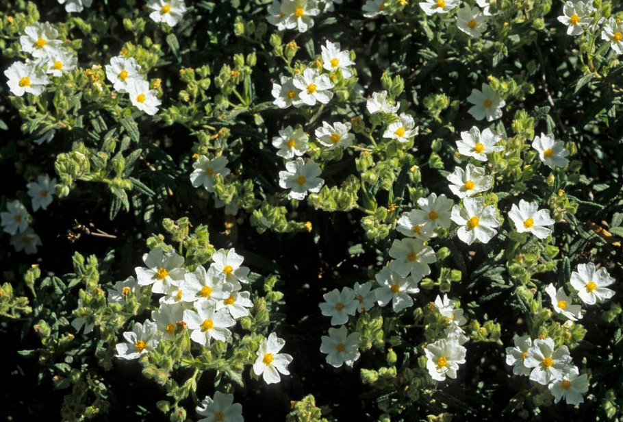 Ладанник Cistus Incanus