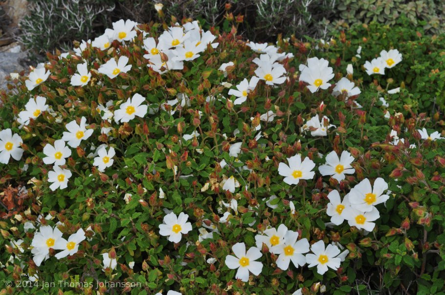 Цистус ладанник