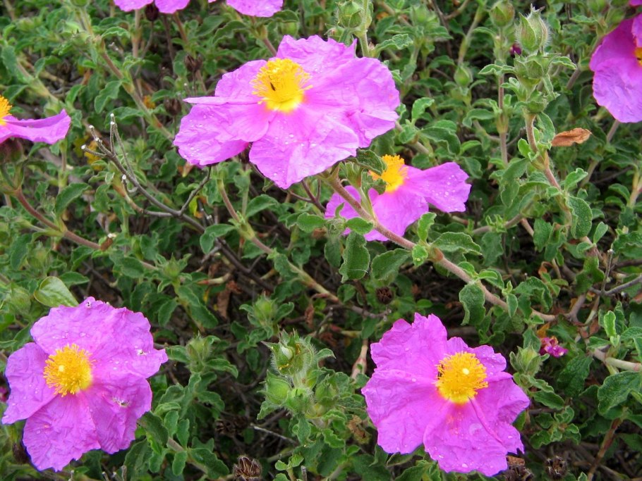 Cistus ladaniferus