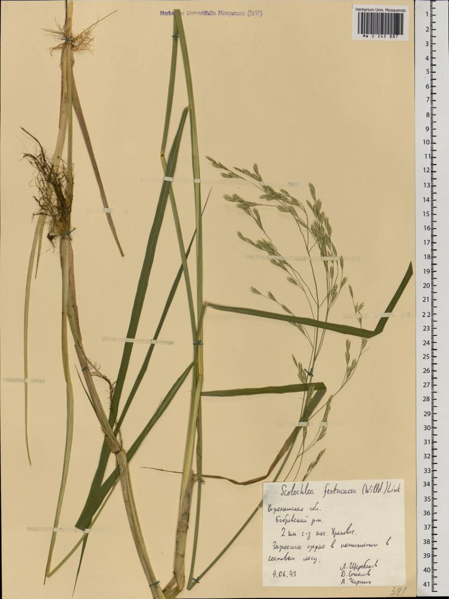 Scolochloa festucacea