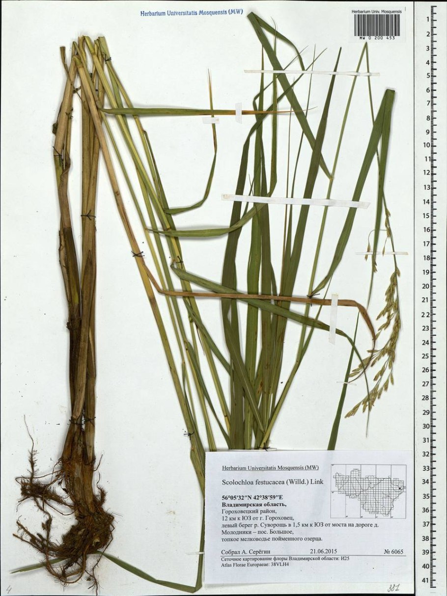 Сахарный тростник на Кубани