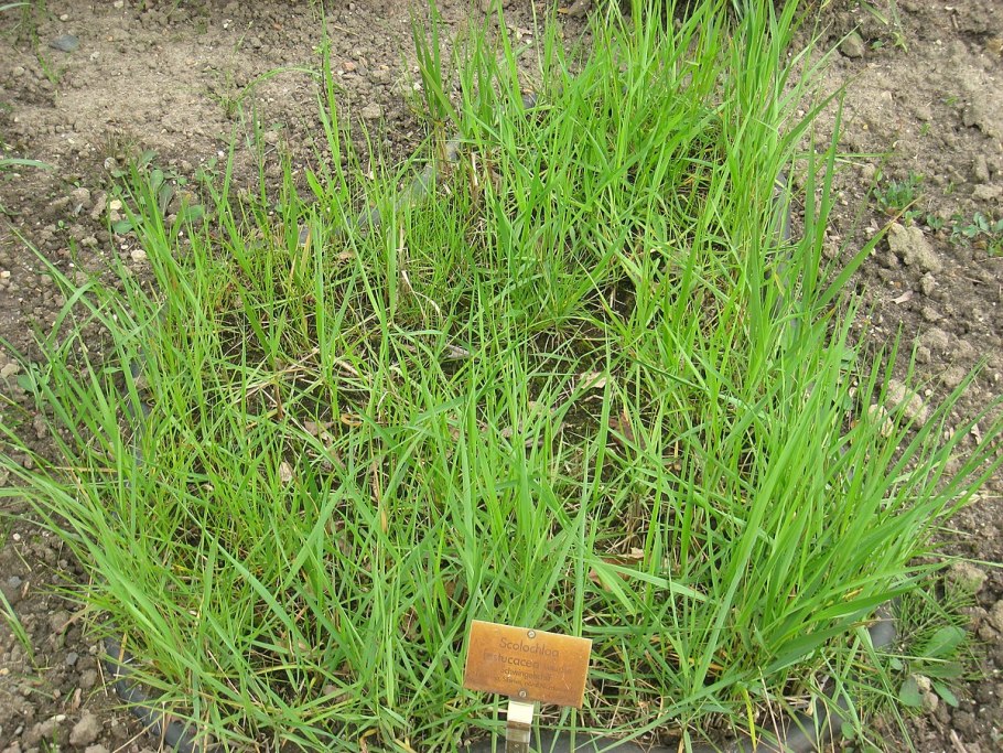 Scolochloa festucacea