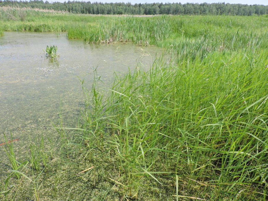 Тростянка овсяницевидная