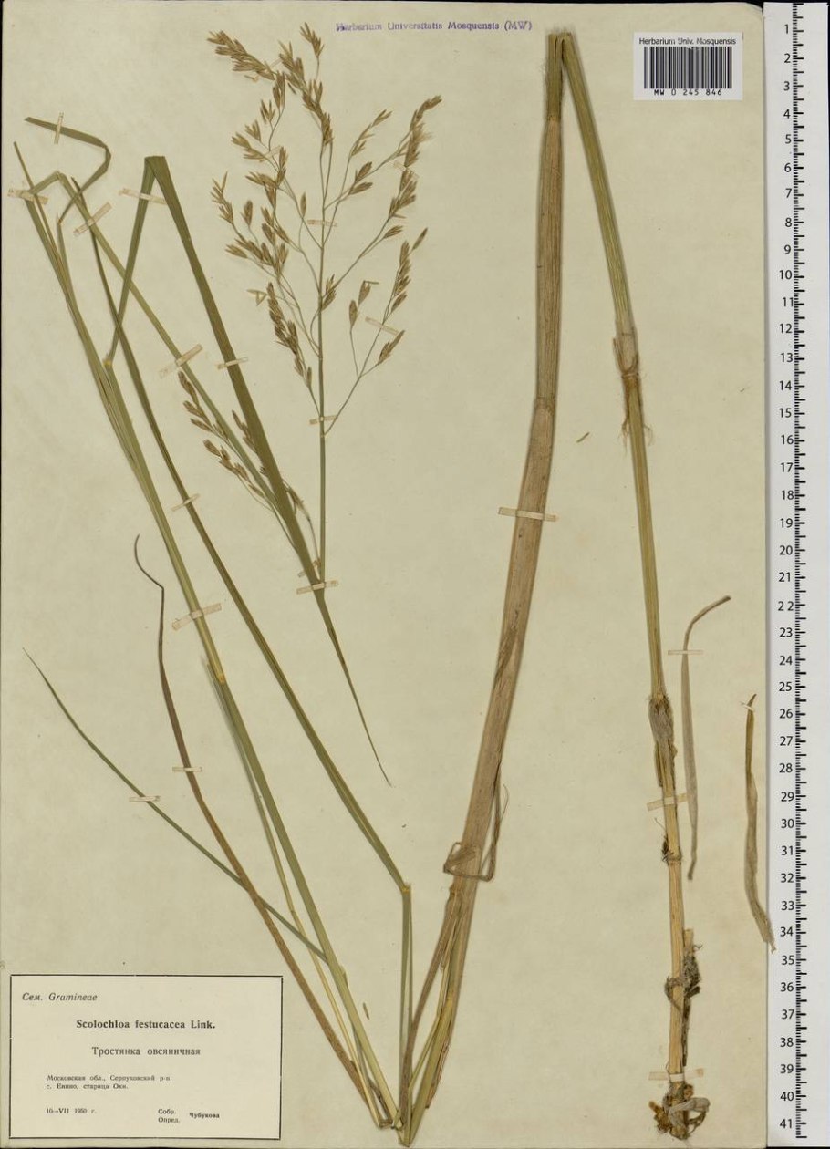 Тростянка овсяницевидная