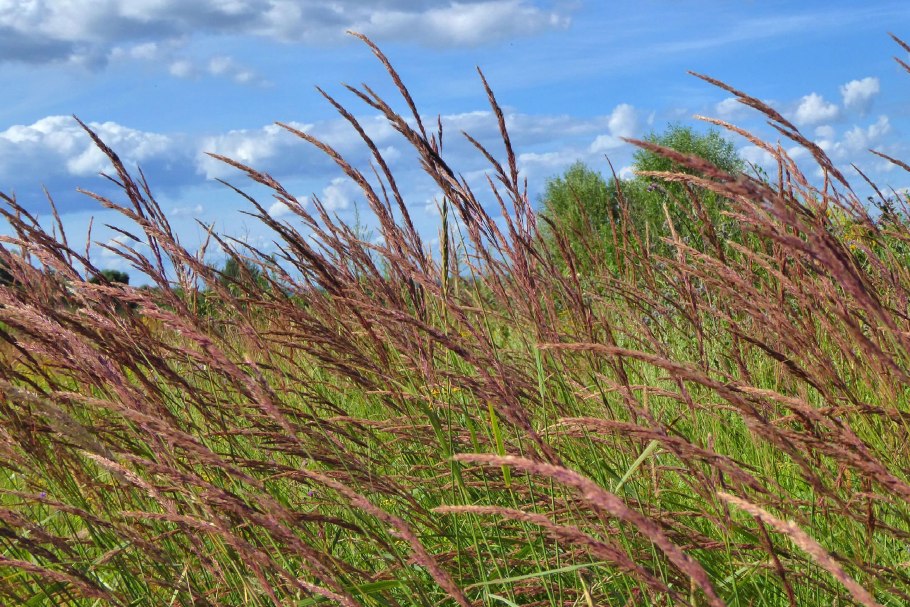 Ветер колышет траву
