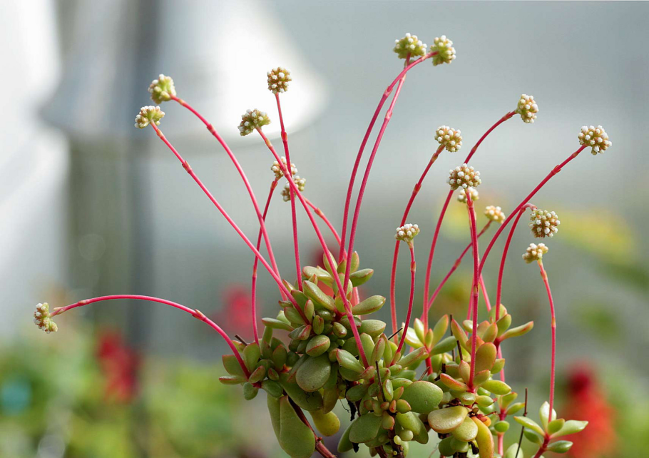 Подмаренник болотный