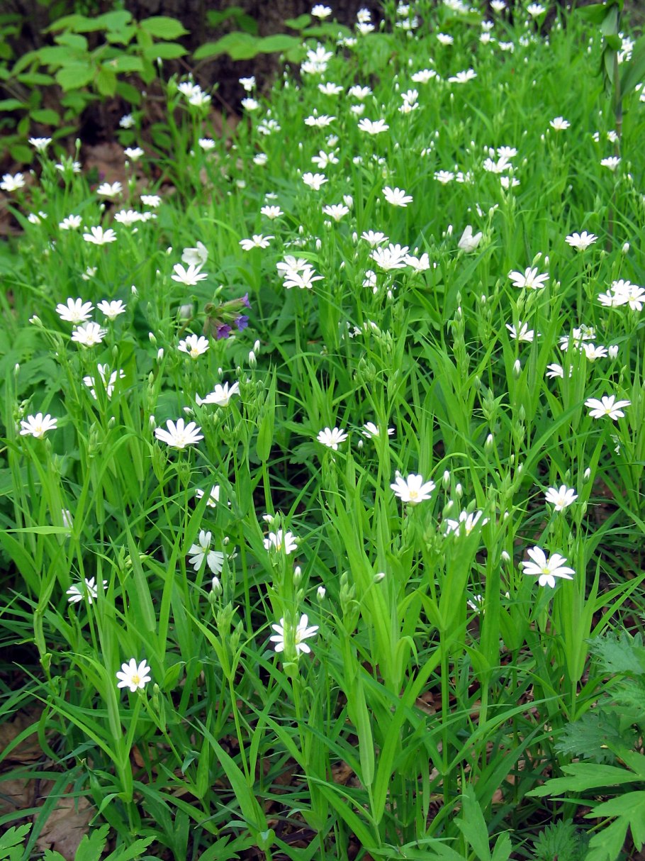 Синдрюк растение