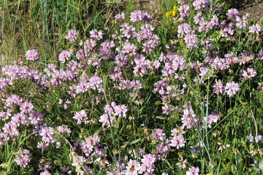 Тростянка овсяницевидная
