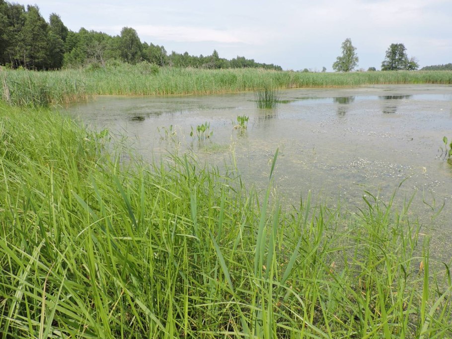 Scolochloa festucacea