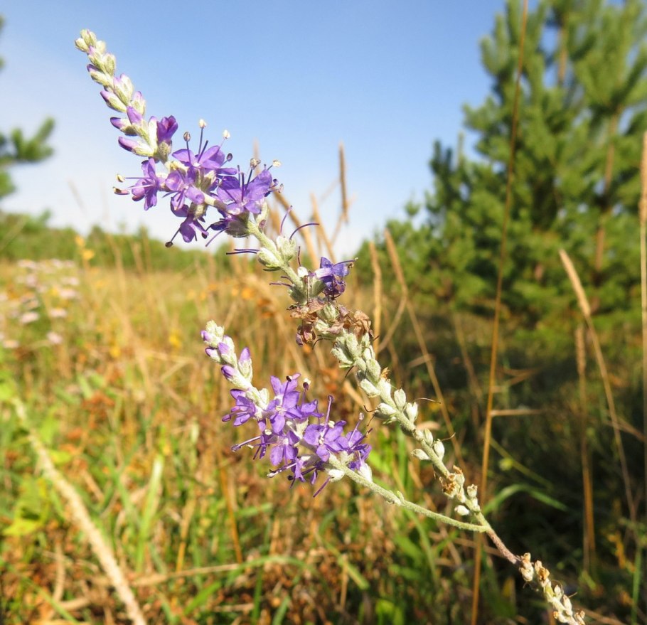 Тростянка денежное дерево
