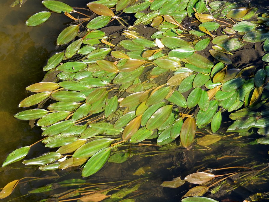 Рдест плавающий . potamogeton natans