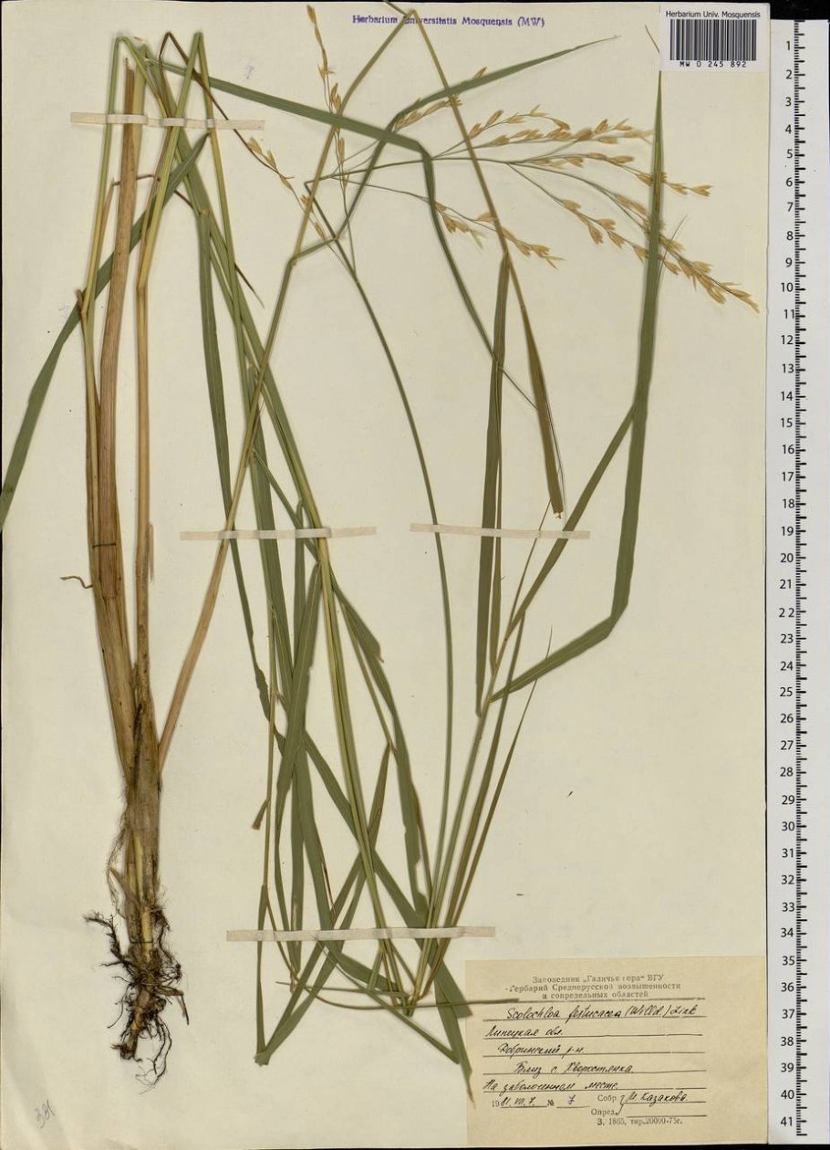 Тростянка овсяницевая