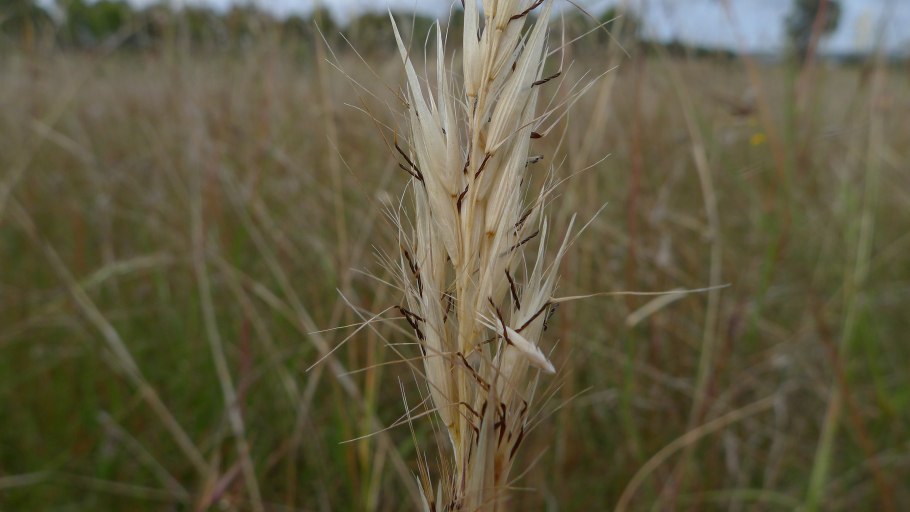 Тростянка цветок