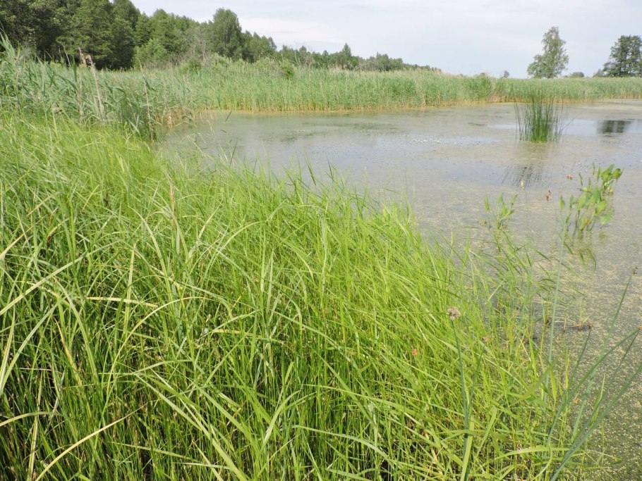 Scolochloa festucacea
