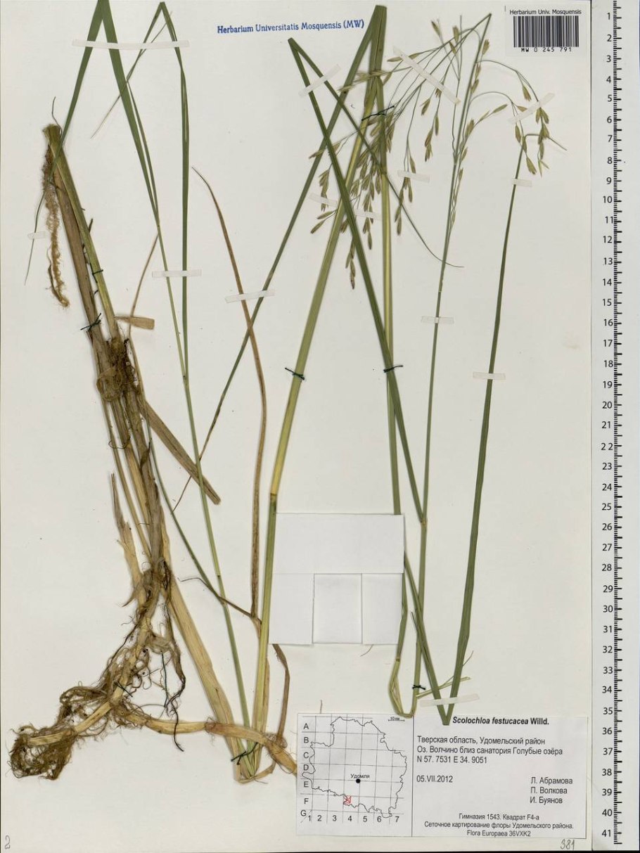 Тростянка фото