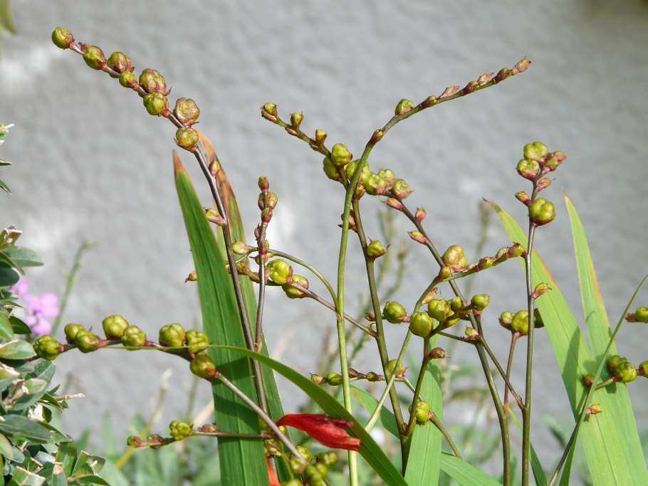 Крассула толстянка