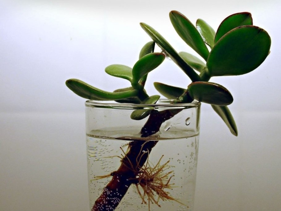 Рдест растение