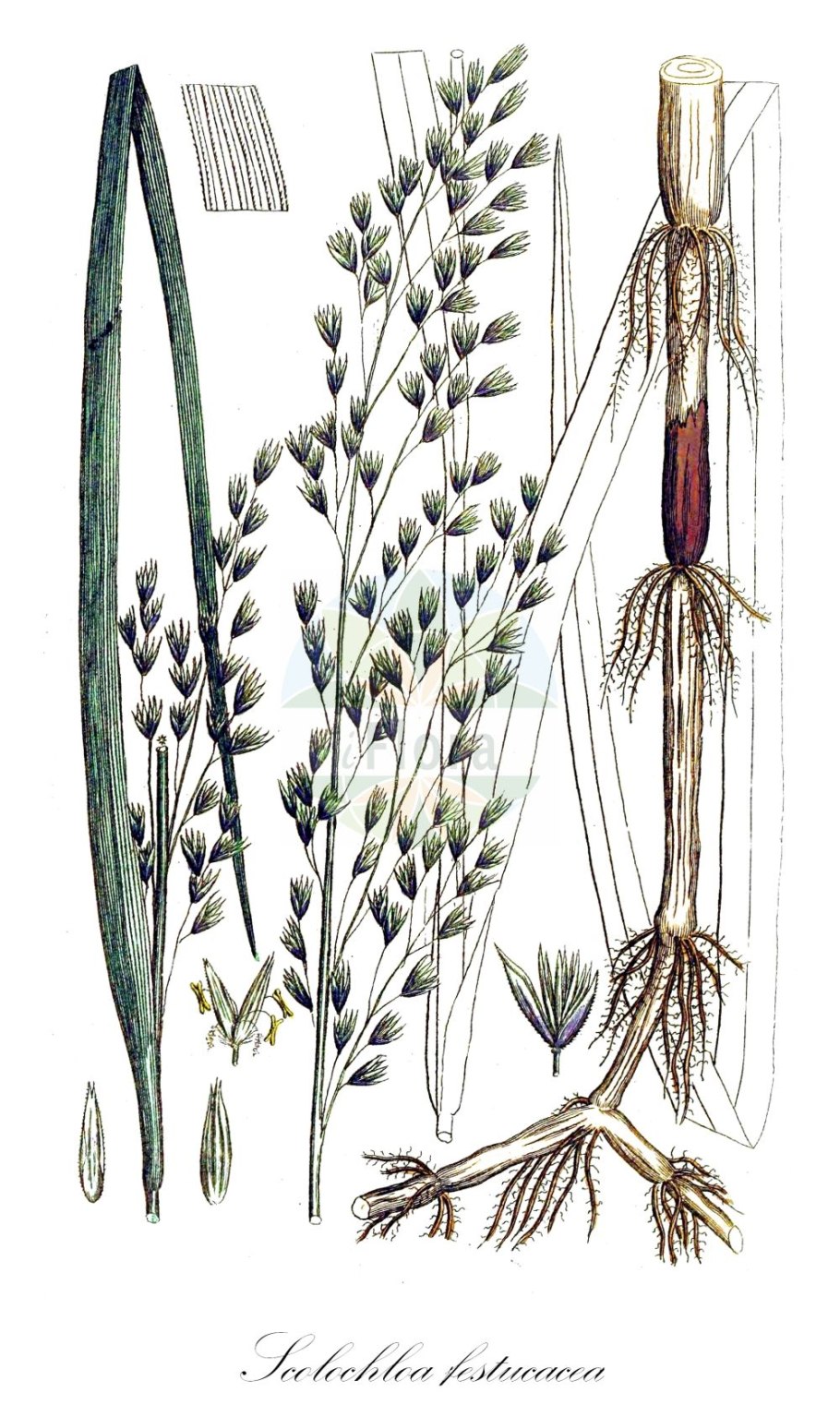 Scolochloa festucacea